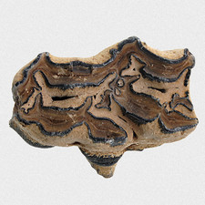 Fossil Wildpferd Backenzahn