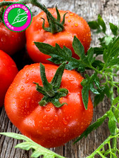 Tomaten  Weißtanne ? SILVER FIR TREE Buschtomate ? 10+ Samen Freiland