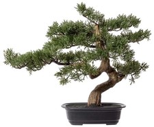 Bonsai Zeder Kunstbaum 45cm in