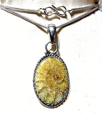 A M M O N I T  FOSSIL