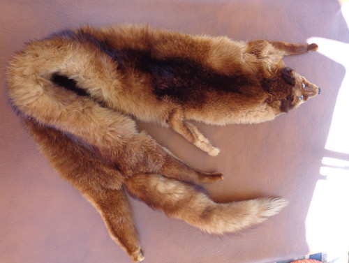 Schöne fuchs stola fell pelz - fuchs,