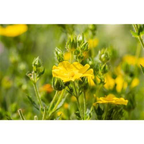 Potentilla recta hohes - potentilla,