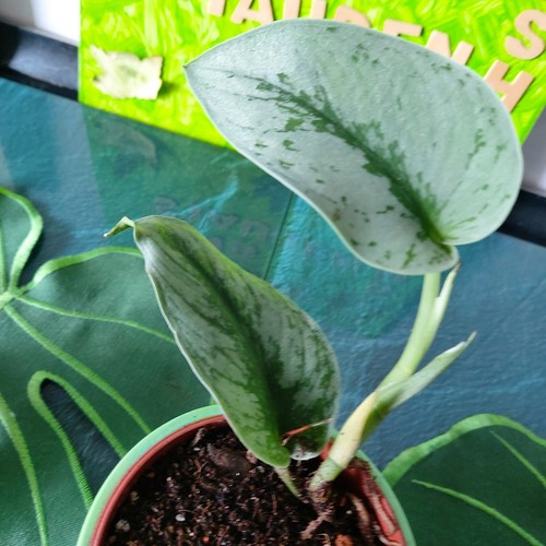 Scindapsus pictus efeutute - scindapsus,
