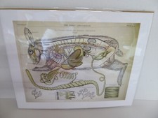 Das Kaninchen Lepus Cuniculus Naturgeschichte Museum Anatomie Minidruck 14" x 11"