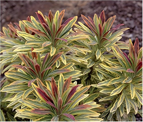 Euphorbia martinii ascot - euphorbia, 'ascot
