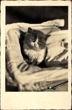 Foto Ak Junge Katze in einem Puppenwagen - 3839888