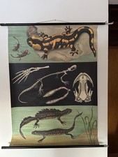 Schulwandkarte Salamander