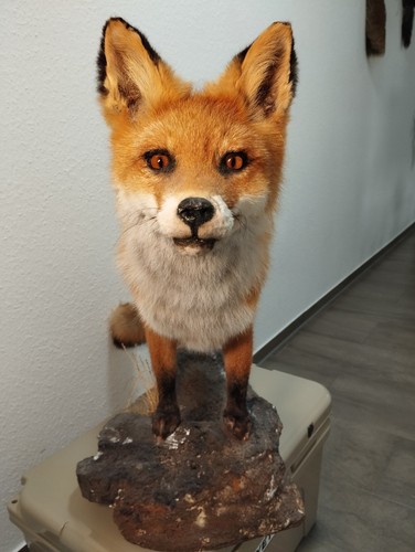 Fuchspräparat rotfuchs - fuchspräparat,
