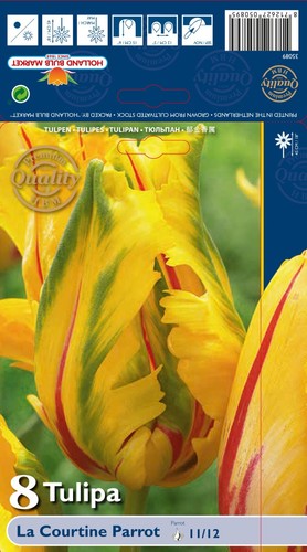Tulpen - @,