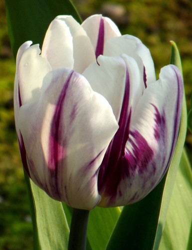 Tulpen - (◕‿◕)\@,