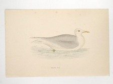 Island Möwe britischer Vogel