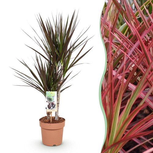 Zimmerpflanzen dracaena - zimmerpflanzen,