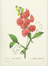 Staudenwicke Bukettwicke