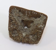 Koralle, Goniophyllum