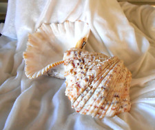 Riesenmuschel Herzmuschel Tridacna Muschel - Muschelauflösung Vintage 13,8 cm