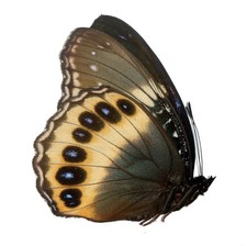 LEPIDOPTERA, NYMPHALIDAE