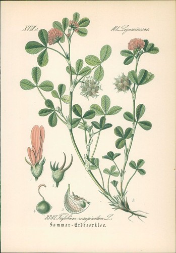 Chromolithographie - ,