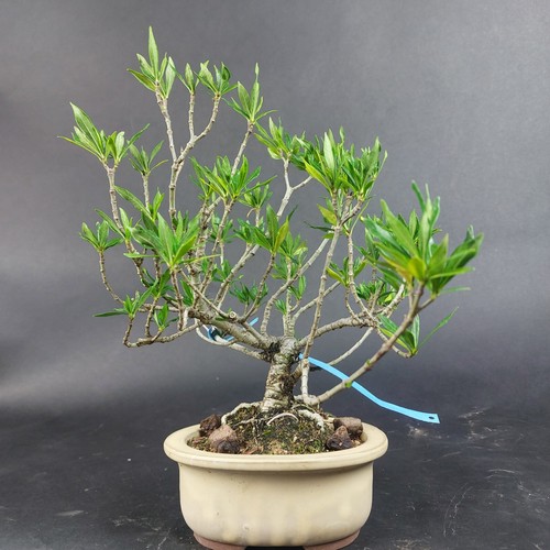 Bonsai gardenia jasminoides - -,