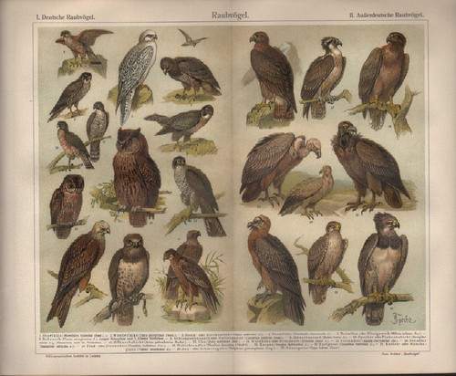 Chromo lithografie 1908 - chromo-lithografie,