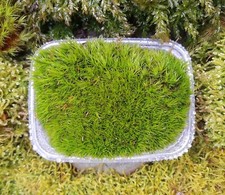 Gabelzahnmoos lebend Terrarien Moos Pflanzen Deko-Moos Flaschengarten Bastelmoos