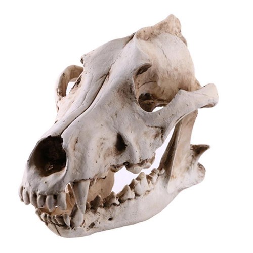 Harz schneewolf tierkopf - schneewolf,