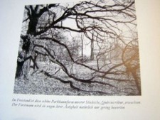 Laubgehölze  Gartenbau