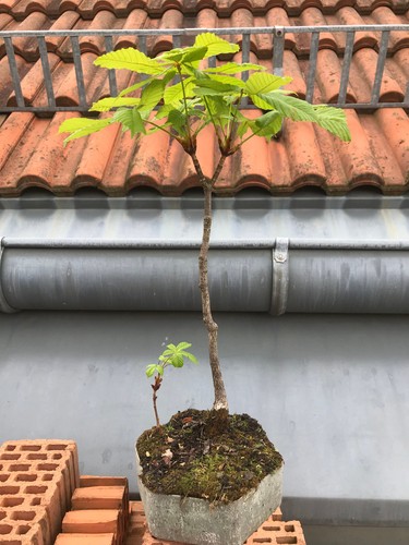 Pre bonsai kastanie - bonsai;,