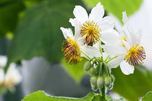 Samen exot pflanzen - samen,