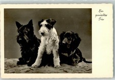 39892912 - Fox Terrier +