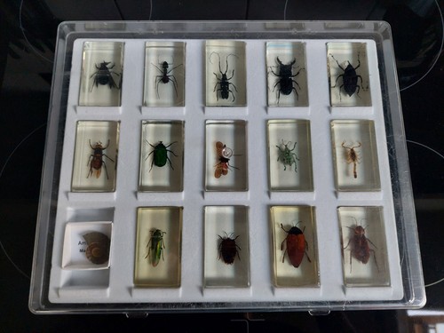 Insektensammlung harz - in,