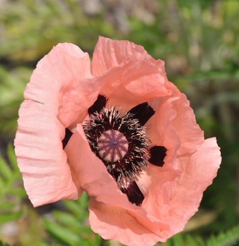 Türkischer mohn pink - mohn,