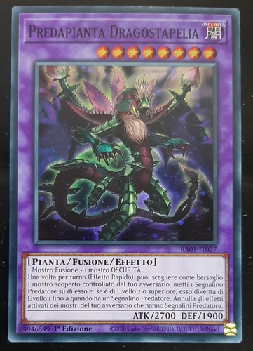 Vorpflanze dragostapelia super - vorpflanze,