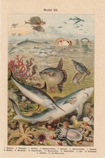 Fische Hai Delphin Quallen Schwertfisch LITHOGRAPHIE von 1899 Mondfisch