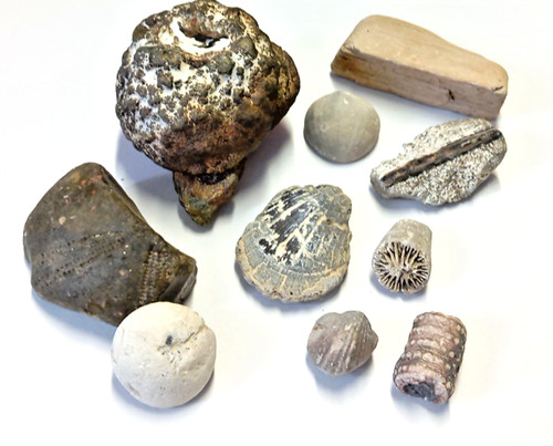 Fossilien sammlung fund - fossilien,