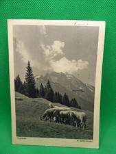 AK Bergschafe H. Müller-Brunke gel. 1955 Stempel Stuttgart (Nr. 1188)