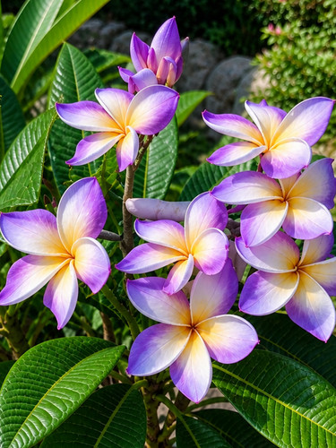 Sale3294 plumeria - sale3294,