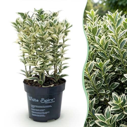24x ilex crenata covenxa - 24x,