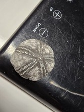 Seeigel Galerites Steinkern