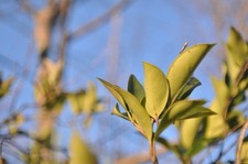 Contax Carl Zeiss Distagon T*