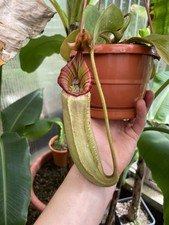 Nepenthes LVB X Veitchii