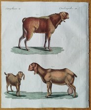 Ägyptische Ziege - Bertuch