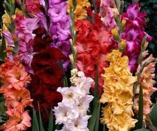 Set Gladiolen "Ruffled" Blumenzwiebeln Bunt* Mix 15 St. 