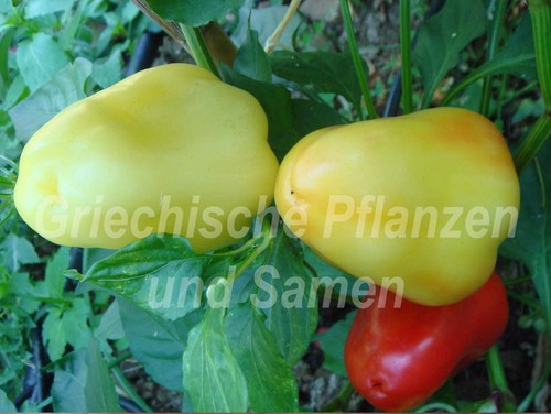 Pusztagold - 🌶️,