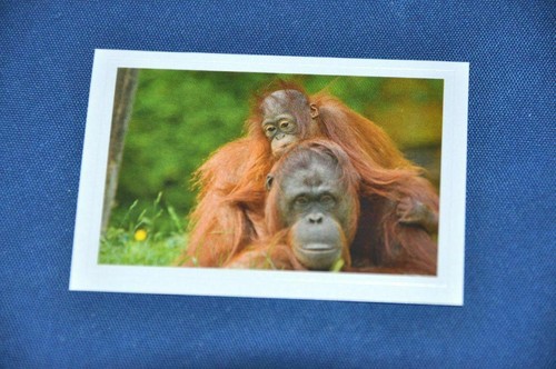 Rewe abenteuer tierwelt - rewe,