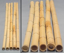 Bambusrohr gelb 150cm, Moso