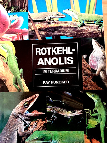 Reptilien rotkehl anolis kauf - rotkehl-anolis,