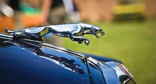 Leinwand bild jaguar logo - leinwand,