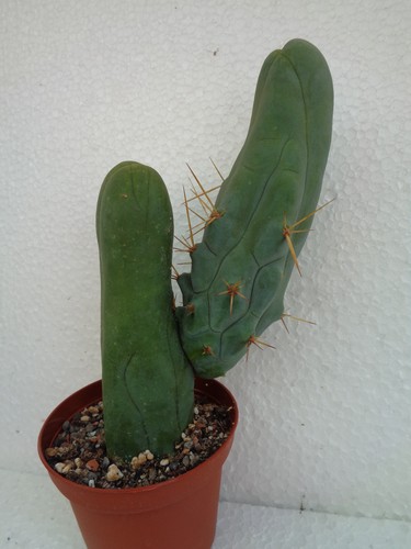 Echinopsis inermis 18x4cm - v.inermis,