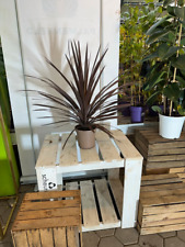 Cordyline Australis Red Star