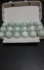 Celadon Bruteier Wachteln 18